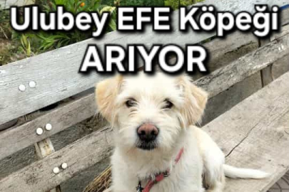 ULUBEY EFE KÖPEĞİ ARIYOR! BULANA  ÖDÜL DE VAR