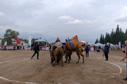 DEVE GÜREŞLERİ FESTİVALİNDE 128 DEVE KIYASIYA MÜCADELE ETTİ