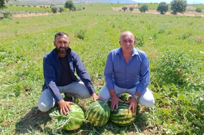SALİHLİ POYRAZDAMLARI KARPUZU HASADINDA ÜRETİCİLER ÜZGÜN