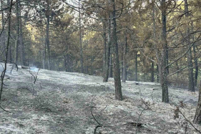 Uşak’taki orman yangını kontrol altında