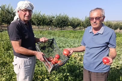 EMEKLİ ÖĞRETMENİN ATA TOHUMUYLA ÜRETTİĞİ DOMATESLER KAPIŞILIYOR
