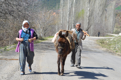 MANİSA’DA EŞEK SAYISI TÜM TÜRKİYE’DE OLDUĞU GİBİ HIZLA DÜŞMEYE BAŞLADI