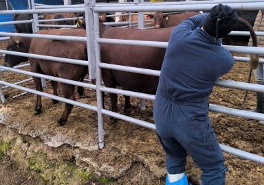 Kütahya’ya Brezilya’dan gelen ithal gebe düveler sağlık kontrolünden geçirildi