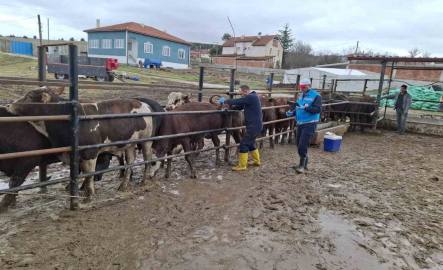Kütahya’da ithal besilik sığırların aşılama ve sağlık kontrolleri yapıldı