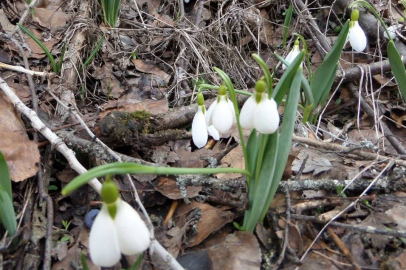 DEMİRCİ DAĞLARINDAKİ KARDELENLERİ KOPARMANIN CEZASI 699 BİN TL