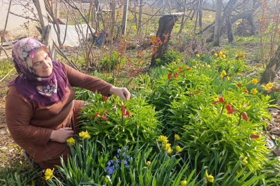 SİMAV’DA 20 GÜNLÜK TERS LALE GÖRSEL ŞÖLENİ BAŞLADI