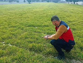 Aslanapa’da soğuktan zarar gören hububat ekili alanlarda inceleme