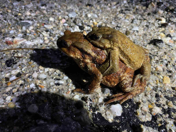 Kütahya’da 5 bin yıllık göç yeniden başladı