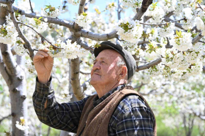 Sekiz yüz bin kiraz ağacı çiçek açtı