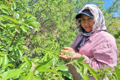 Çağla, üreticisinin yüzünü güldürdü
