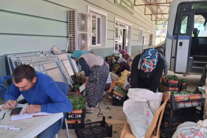 Sarıgöl’de taze bağ yaprağı mesaisi başladı
