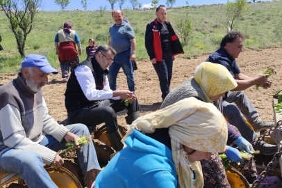 Uşak İl Tarım Ve Orman Müdürü Serkan Bilir Tütün Dikimine Katıldı
