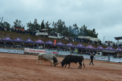 İZMİR KEMALPAŞA’DA BOĞA GÜREŞLERİ COŞKUSU: BİNLERCE KİŞİ SEYRETTİ