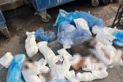 ’33 ölü kedi’ vahşetinde yeni gelişme